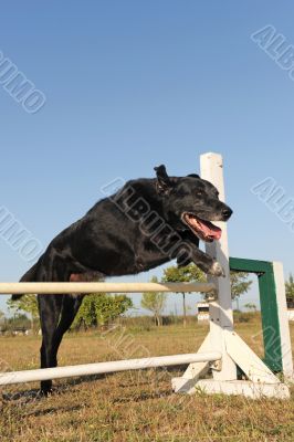 old abrador retriever in agility old abrador retriever in agility