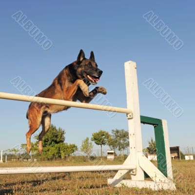 jumping malinois jumping malinois