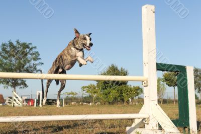 jumping whippet jumping whippet