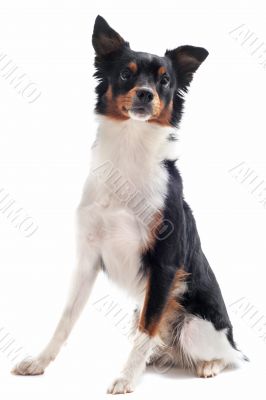 border collie border collie