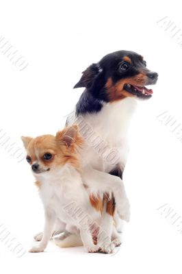 puppy chihuahua and jack russel terrier puppy chihuahua and jack russel terrier