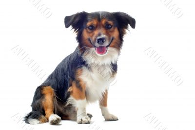 Welsh corgi pembroke Welsh corgi pembroke