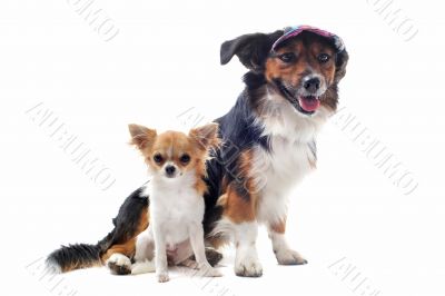 puppy chihuahua and corgi puppy chihuahua and corgi
