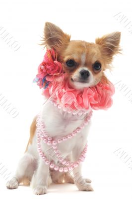 chihuahua with pearl collar chihuahua with pearl collar