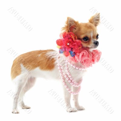 chihuahua with pearl collar chihuahua with pearl collar