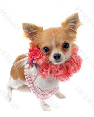 chihuahua with pearl collar chihuahua with pearl collar