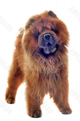 chow-chow chow-chow