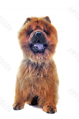 chow-chow chow-chow