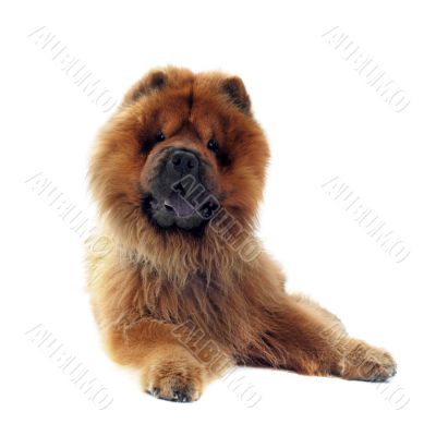 chow-chow chow-chow