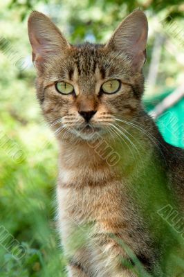 cat with long ears