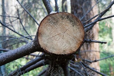 Tree cut in the forest