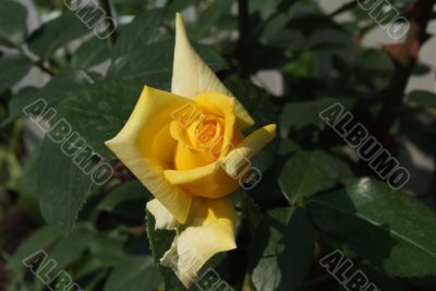 Yellow rose 