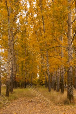 Autumn valley in central Russia_vertical