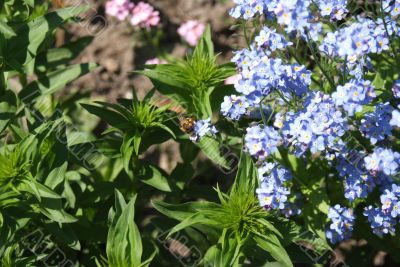 flower in garden