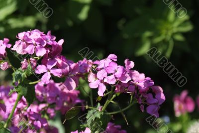 flower in garden