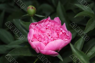 Peony a flower Peony a flower