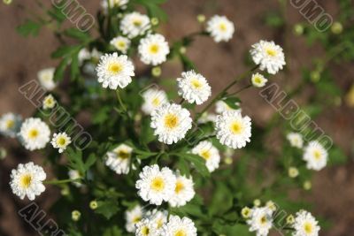 White flowers in soft focus