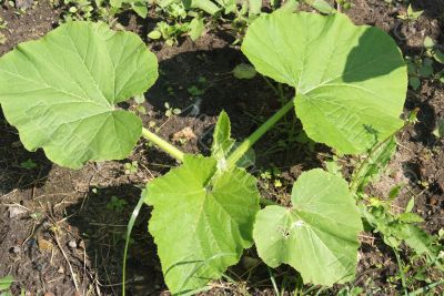 Plant a pumpkin small sprouts Plant a pumpkin small sprouts