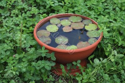 water plant water plant