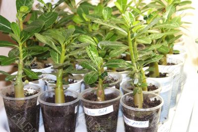 Plant sprouts adenium desert rose