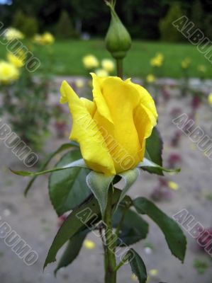 Yellow rose blossom