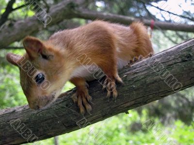 Red squirrel on the branch