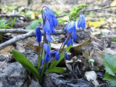 First spring flower. Scilla