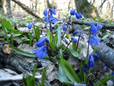 First spring flower. Scilla