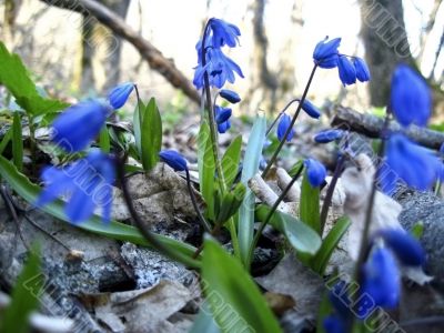 First spring flower. Scilla