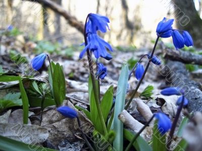 First spring flower. Scilla