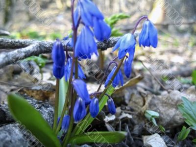 First spring flower. Scilla