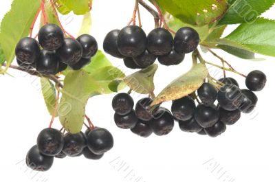 Aronia.