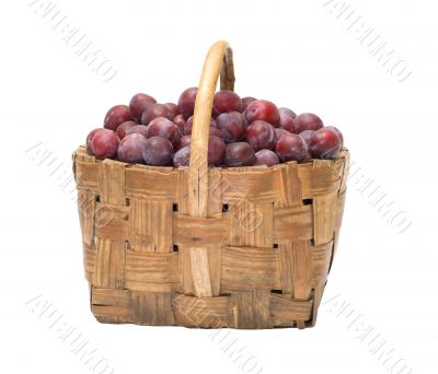 Crop of plums. Crop of plums.