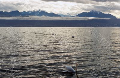 Swan on Lac Leman - Geneva Lake