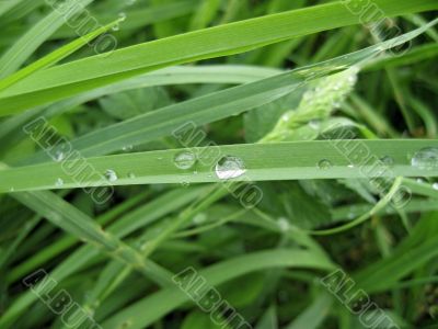 Dew on the leaves