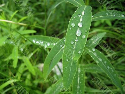 Dew on the leaves