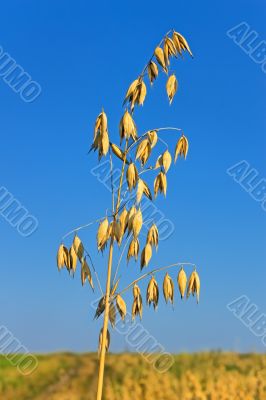 Ripened spike of oats