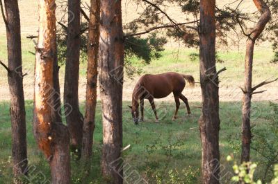 The horse in the pasture
