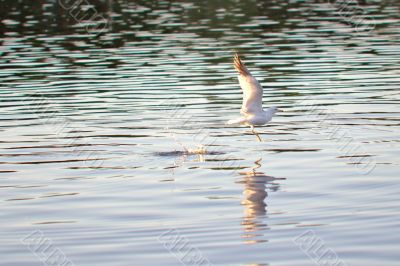 Seagull taking off for flight