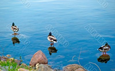 three ducks. reflection in the water.