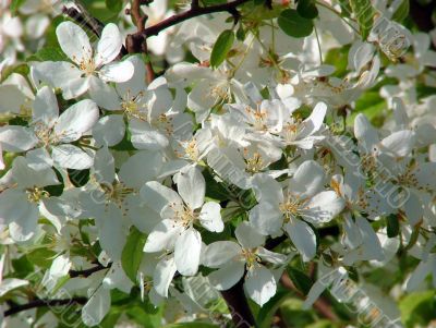 Blossoming tree.