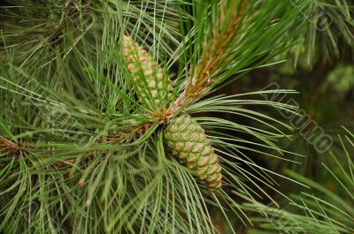 Branch of conifer.