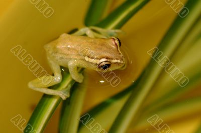 The diminutive frog. The diminutive frog.