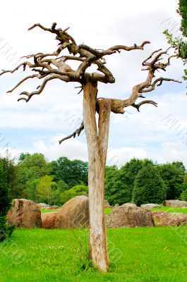 The crooked tree. The crooked tree.