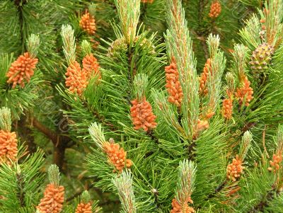 Pine. Pine.