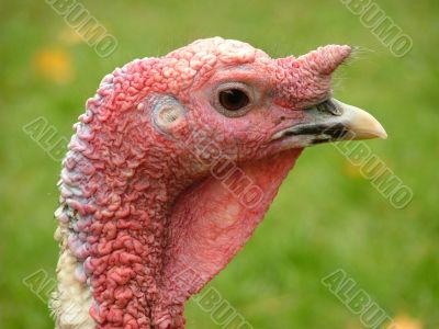 Portrait of turkey cock. Portrait of turkey cock.