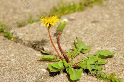 Blooming dandelion. Blooming dandelion.