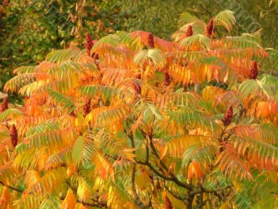 Autumn colors