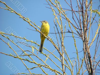 Yellow Wagtail Yellow Wagtail