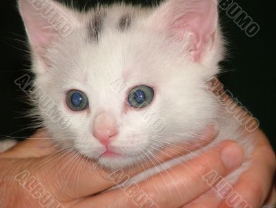 Little kitten Little kitten